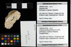 Foto (Objekt + Etiketten) von Lemacola jenniferae (Robins et al., 2016) 